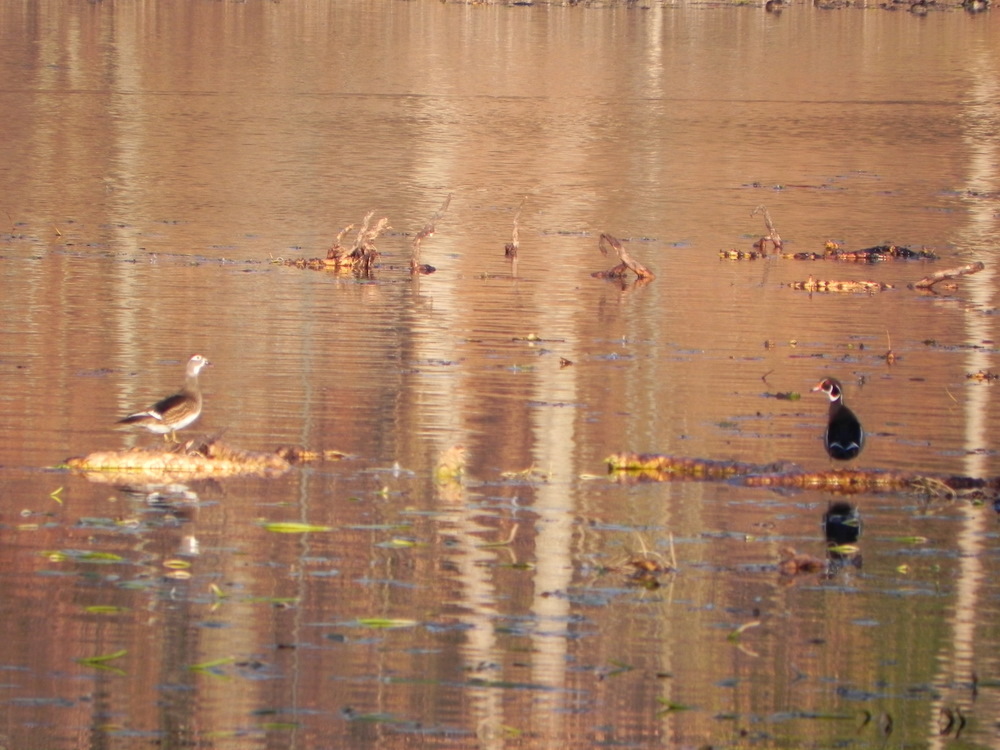 CLAM LAKE WATERFORD TOWNSHIP MICH